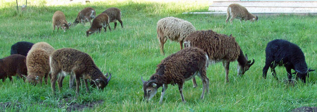 Soay Sheep Lambs in many colors