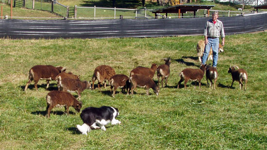 Molly the Border Collie herding
